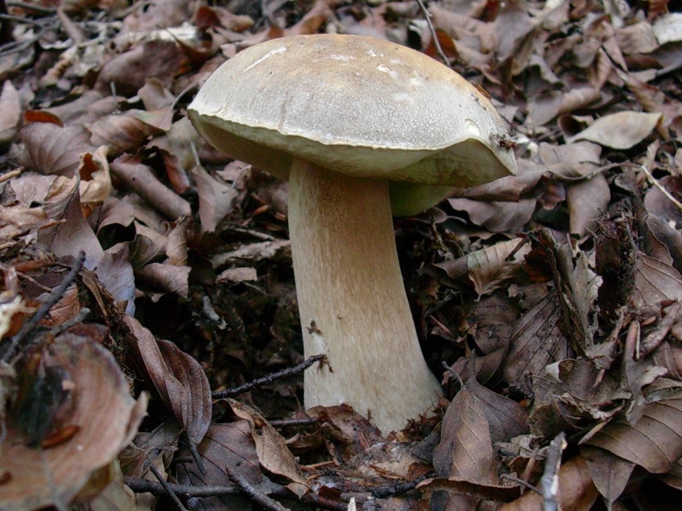 496 Novembre vecchio ritrovamento